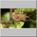 Coreus marginatus - Lederwanze 07.jpg